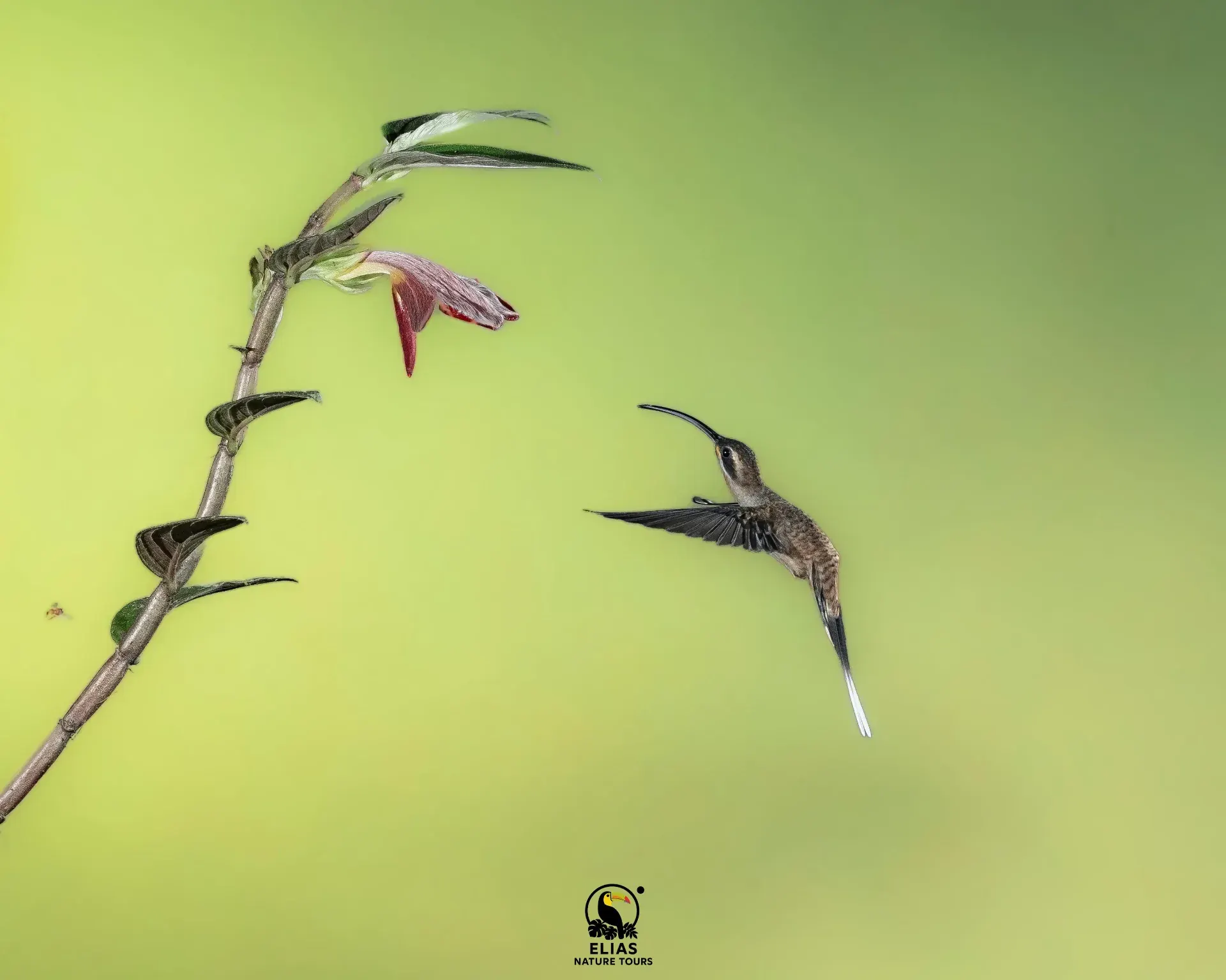 Hummingbird captured with multi-flash photography in Costa Rica