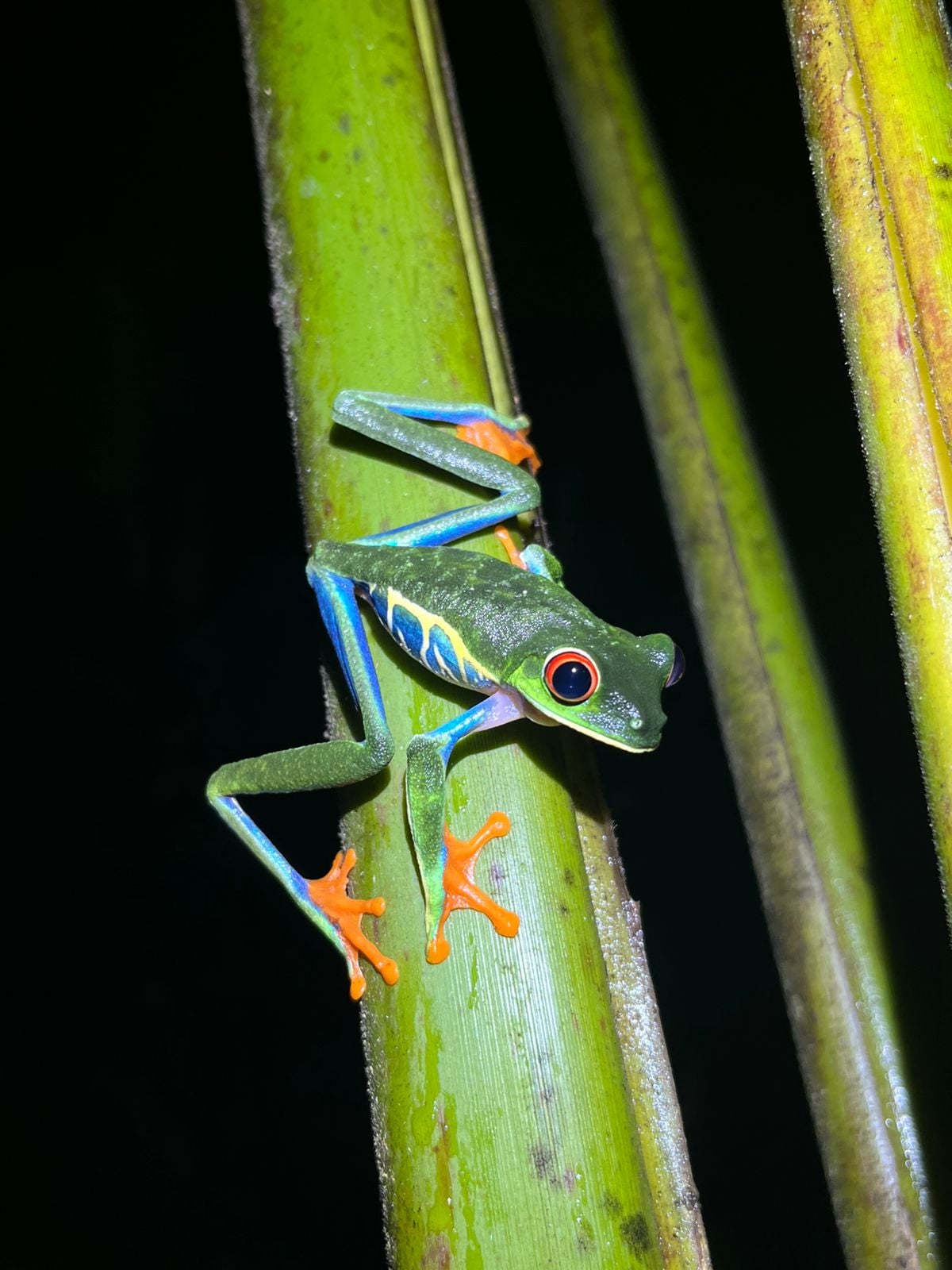 Red-eyed Tree Frog at night — macro photography in La Fortuna